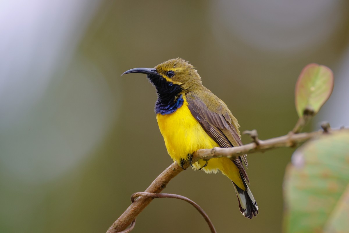 Sahul Sunbird - ML636283034