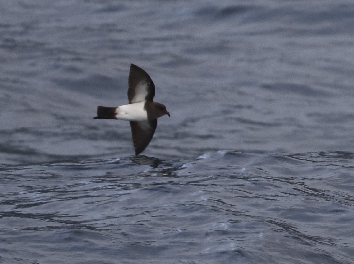 White-bellied Storm-Petrel - ML636283278
