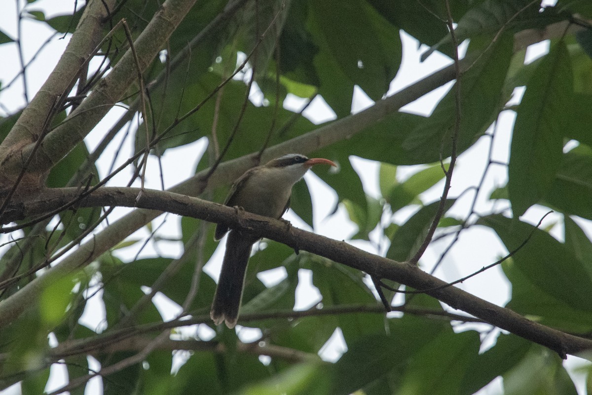 Black-crowned Scimitar-Babbler - ML636283395