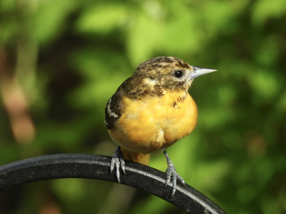 Baltimore Oriole - ML636283439