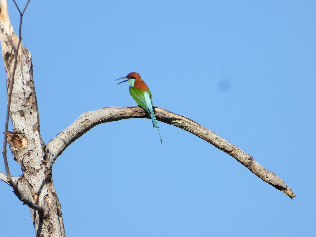 Rufous-crowned Bee-eater - ML636283444