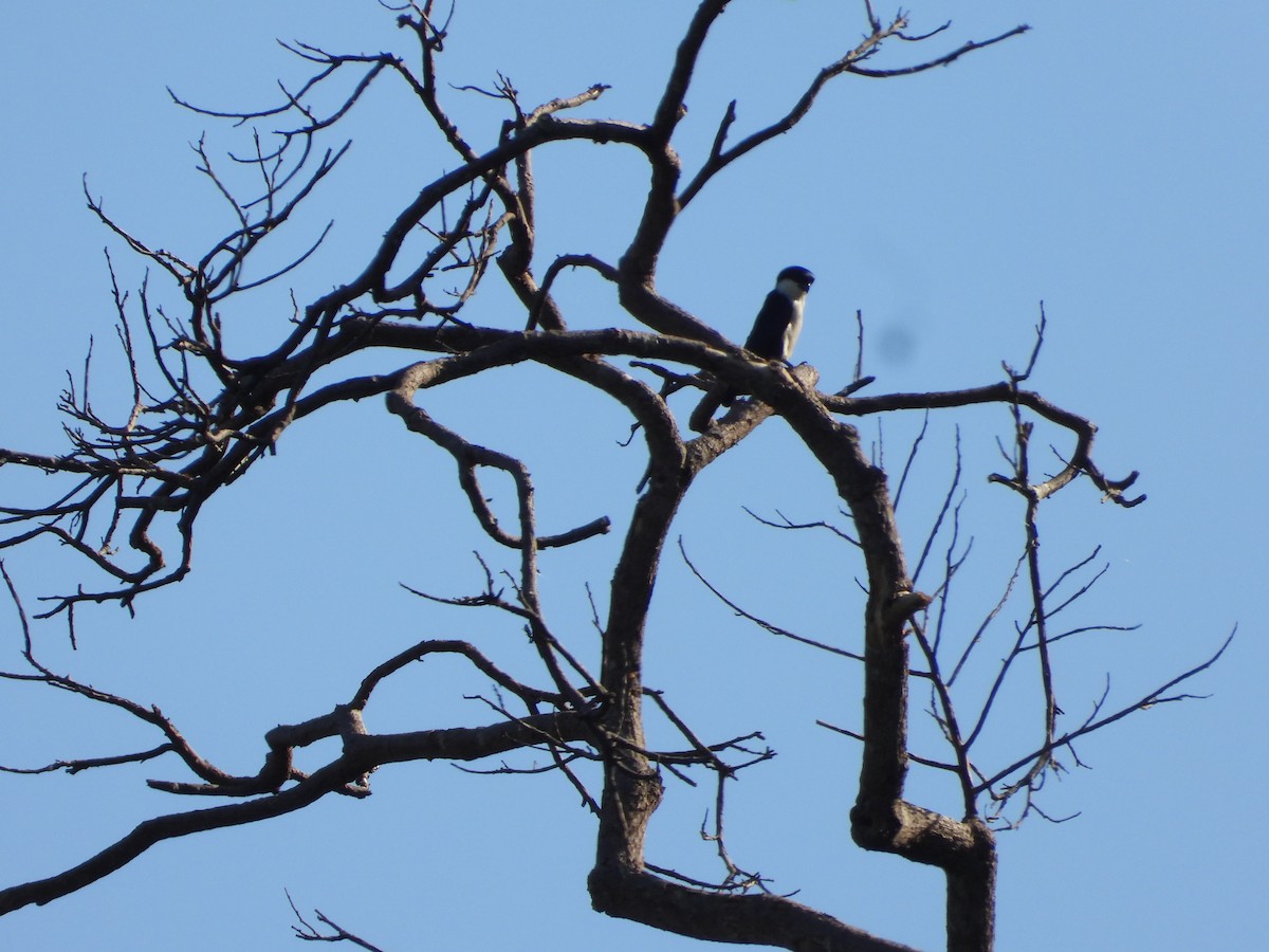 Philippine Falconet - ML636283450