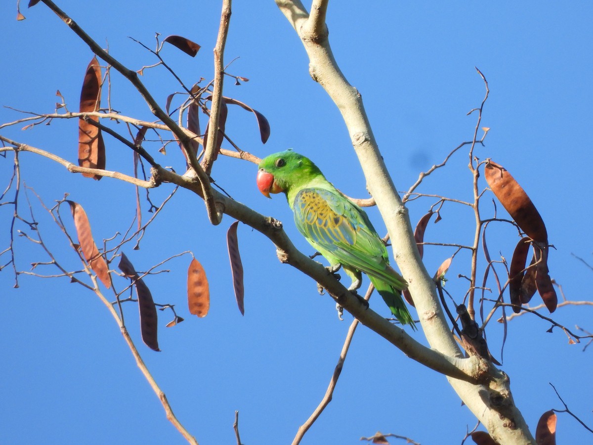 Blue-naped Parrot - ML636283461