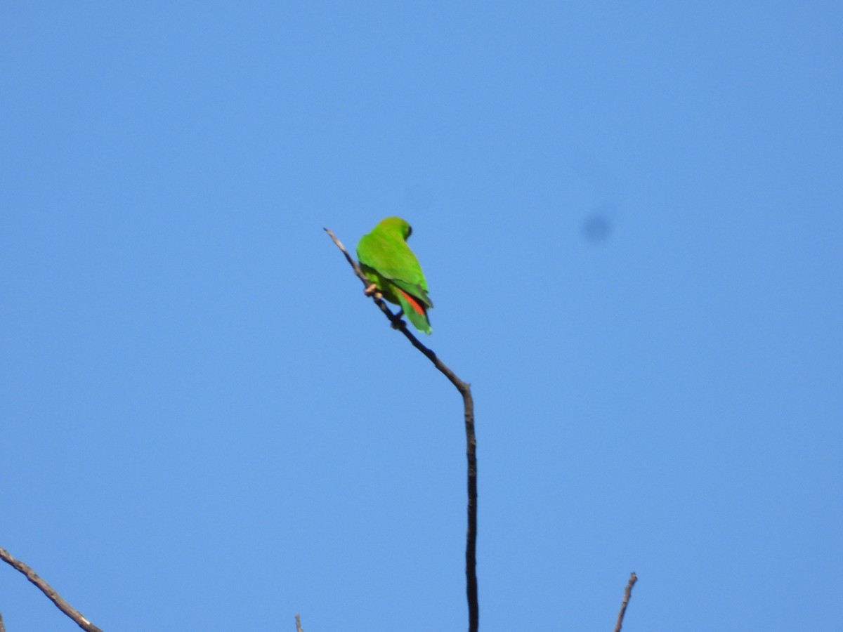 Philippine Hanging-Parrot - ML636283472