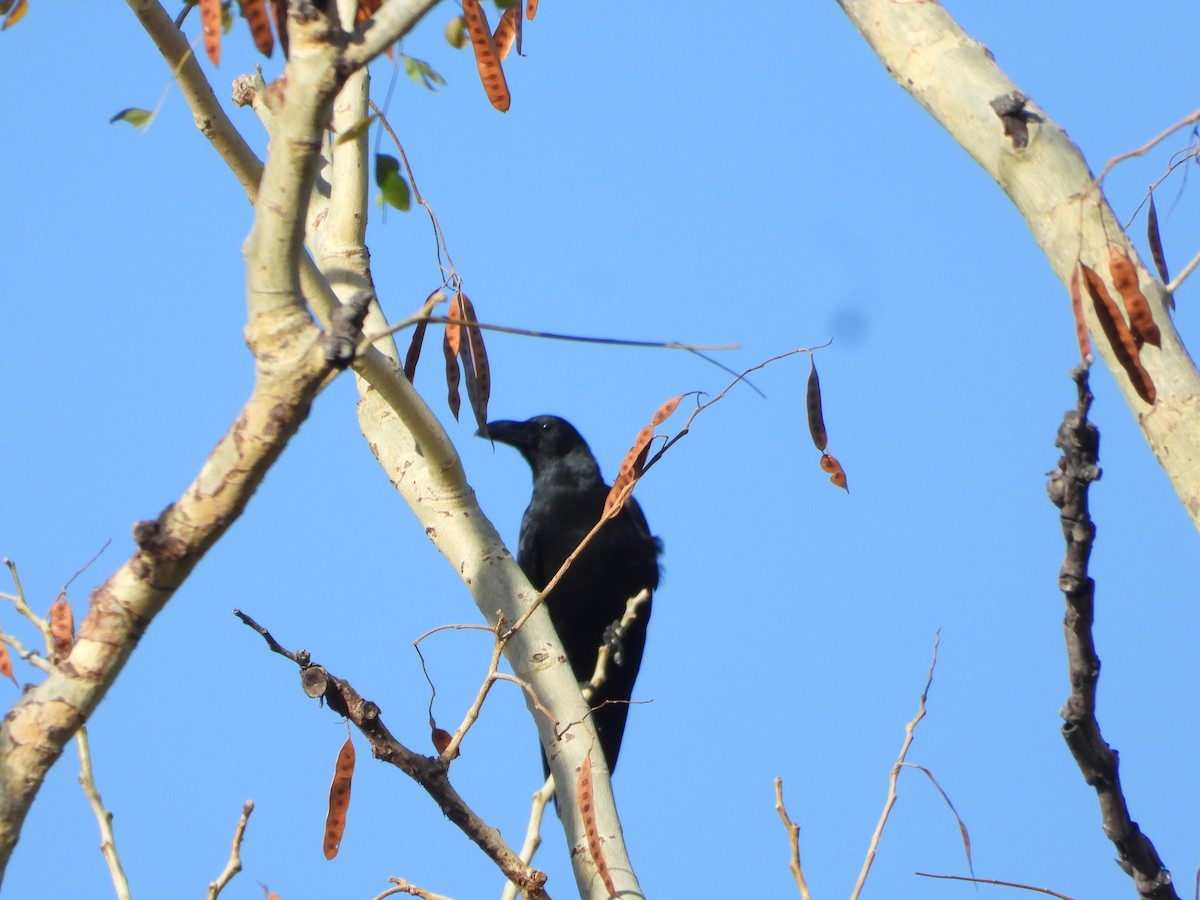 Philippine Jungle Crow - ML636283475