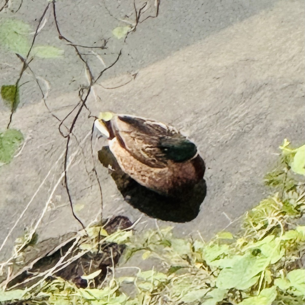 Canard colvert - ML636283488