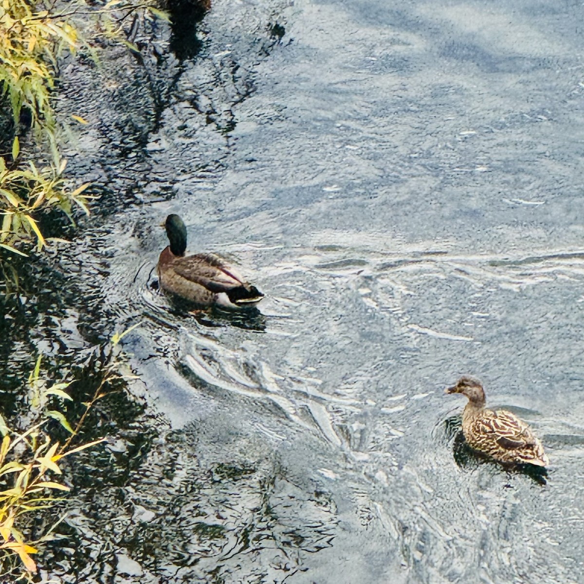 Canard colvert - ML636283489