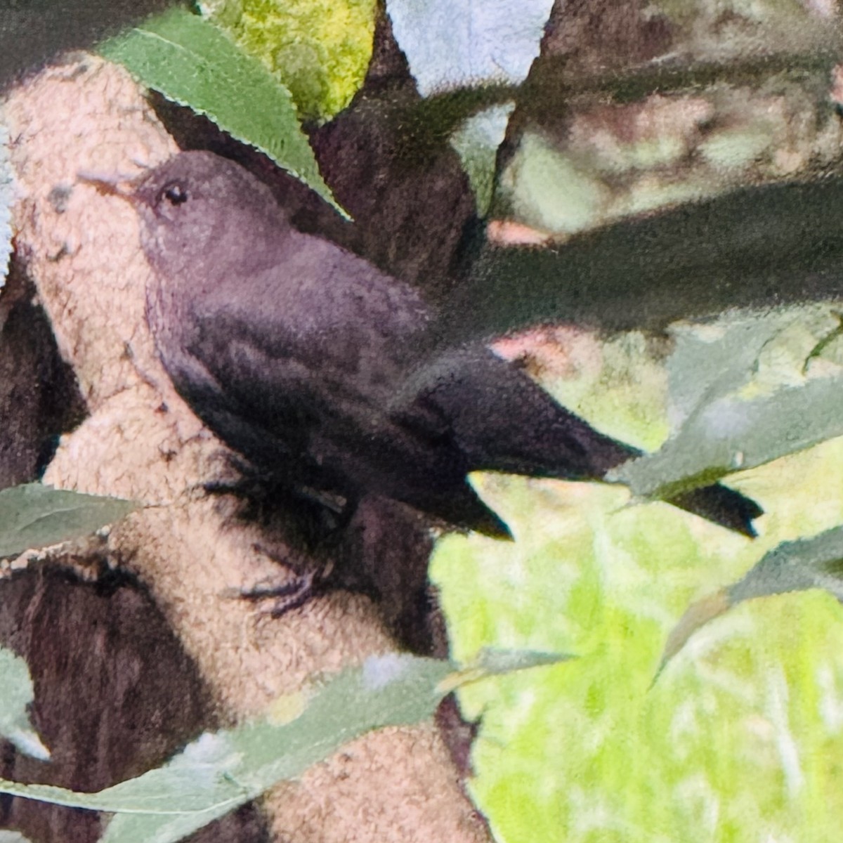 Merle noir - ML636283515