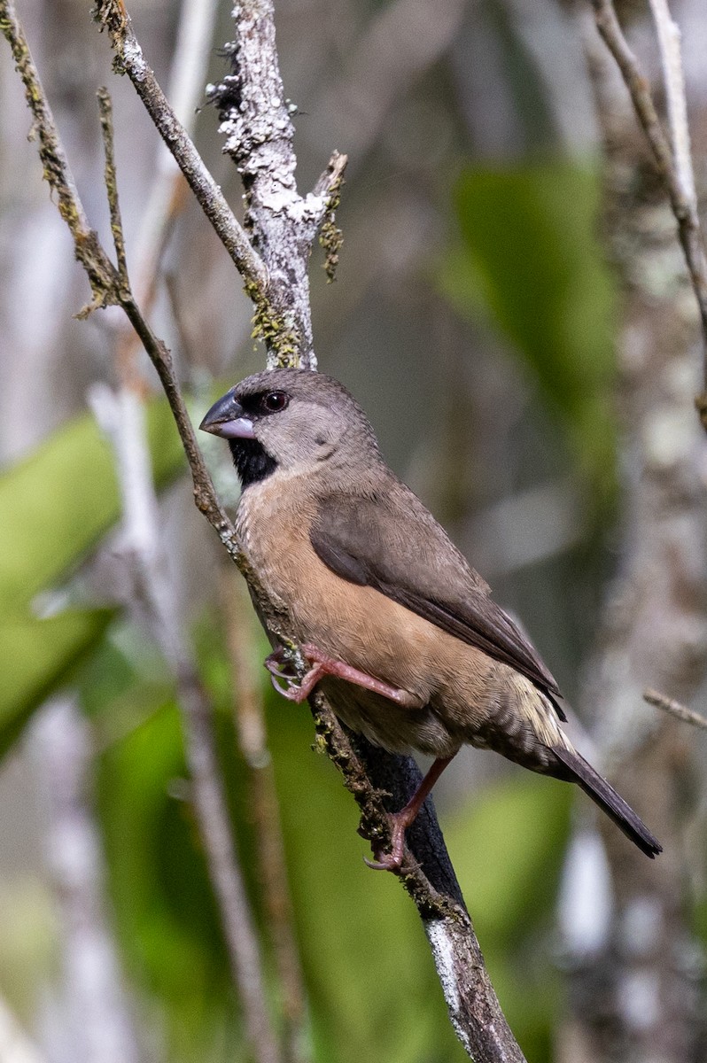 Madagascar Munia - ML636283519