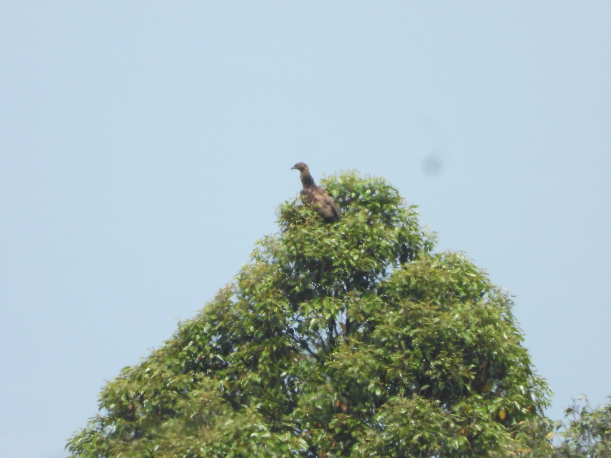 Oriental Honey-buzzard (Indomalayan) - ML636283576
