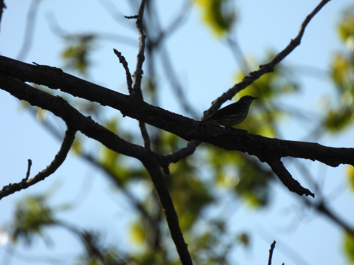 Northern Waterthrush - ML636283607