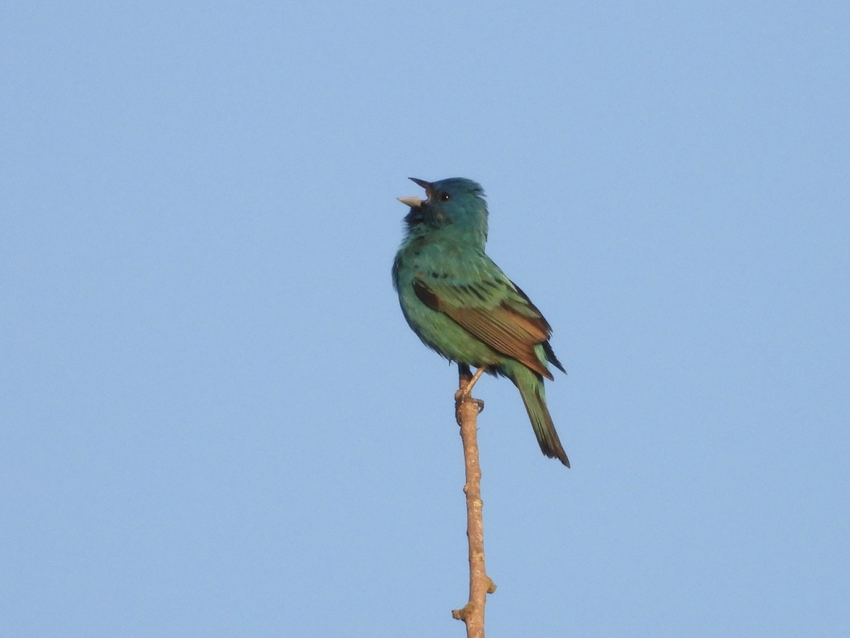 Indigo Bunting - ML636283613