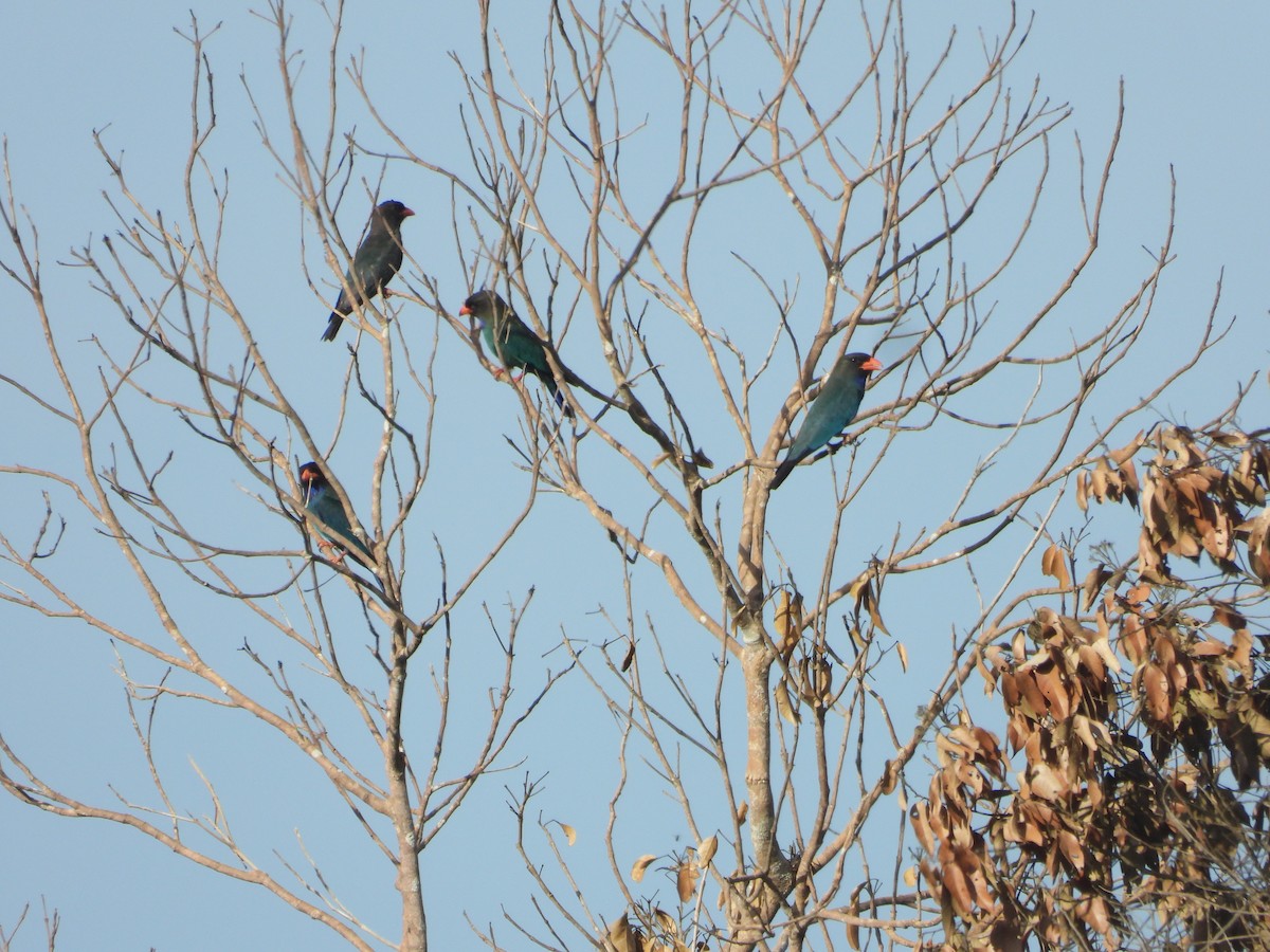 Dollarbird - ML636283636