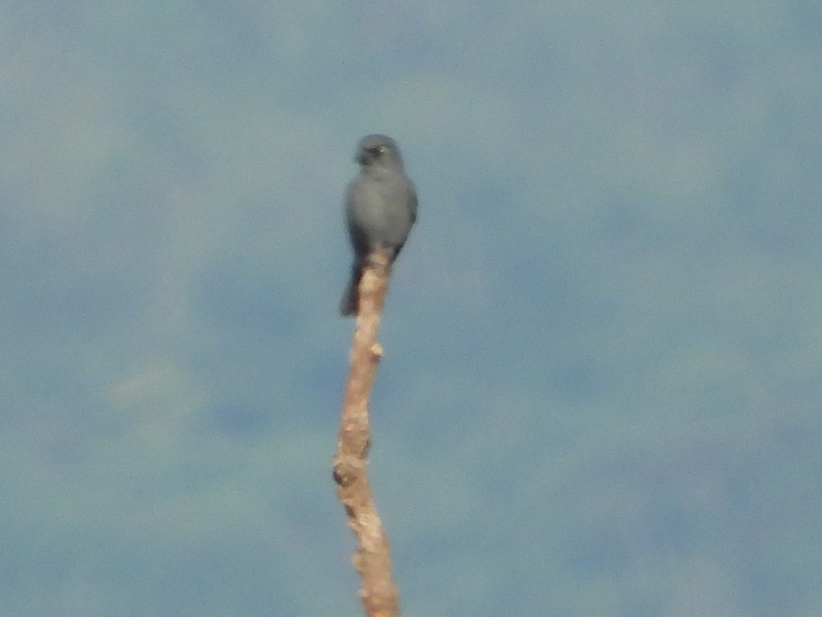 Bar-bellied Cuckooshrike - ML636283645