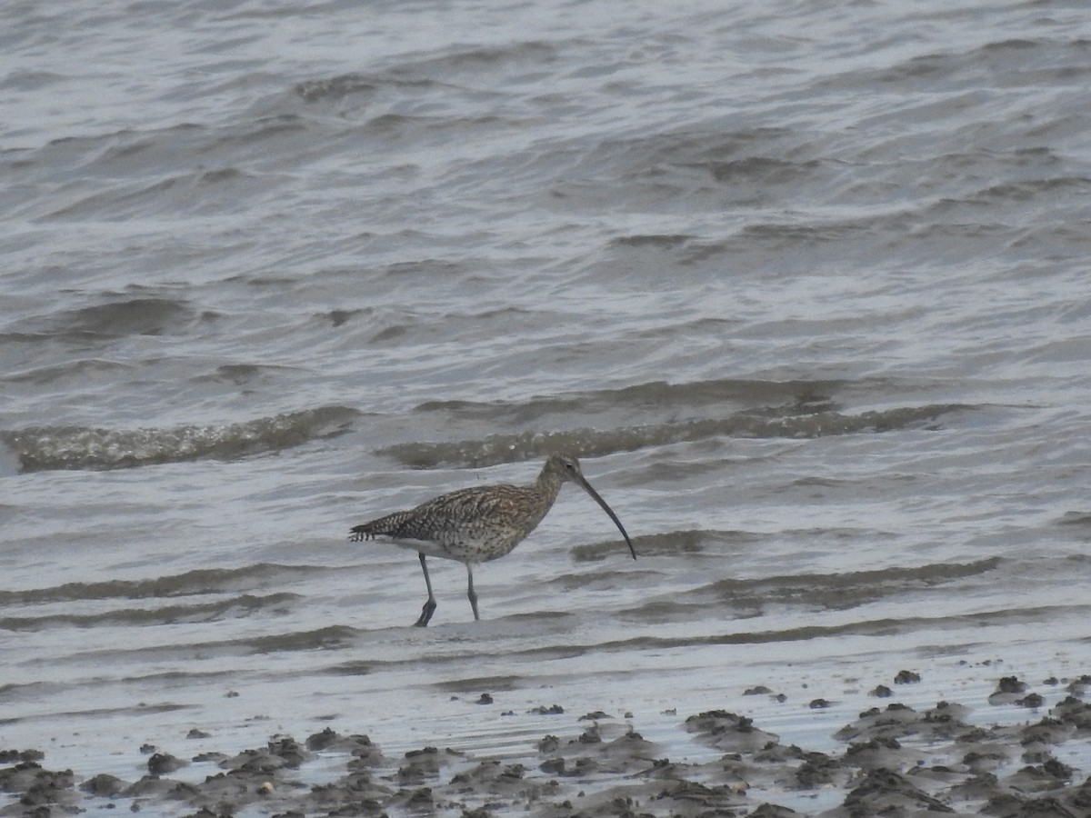Eurasian Curlew - ML636283658