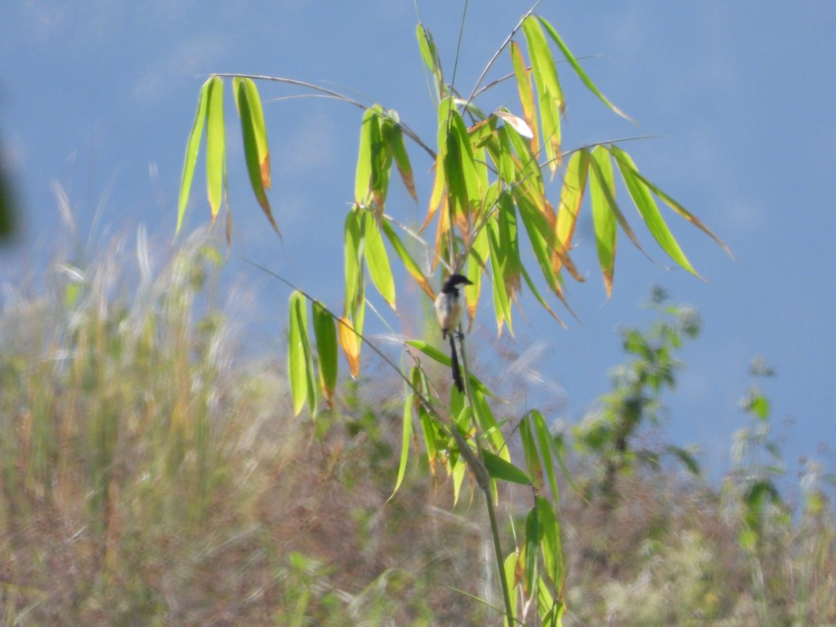Long-tailed Shrike - ML636283676