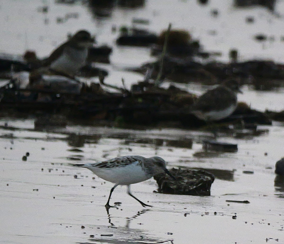 Sanderling - ML636283677