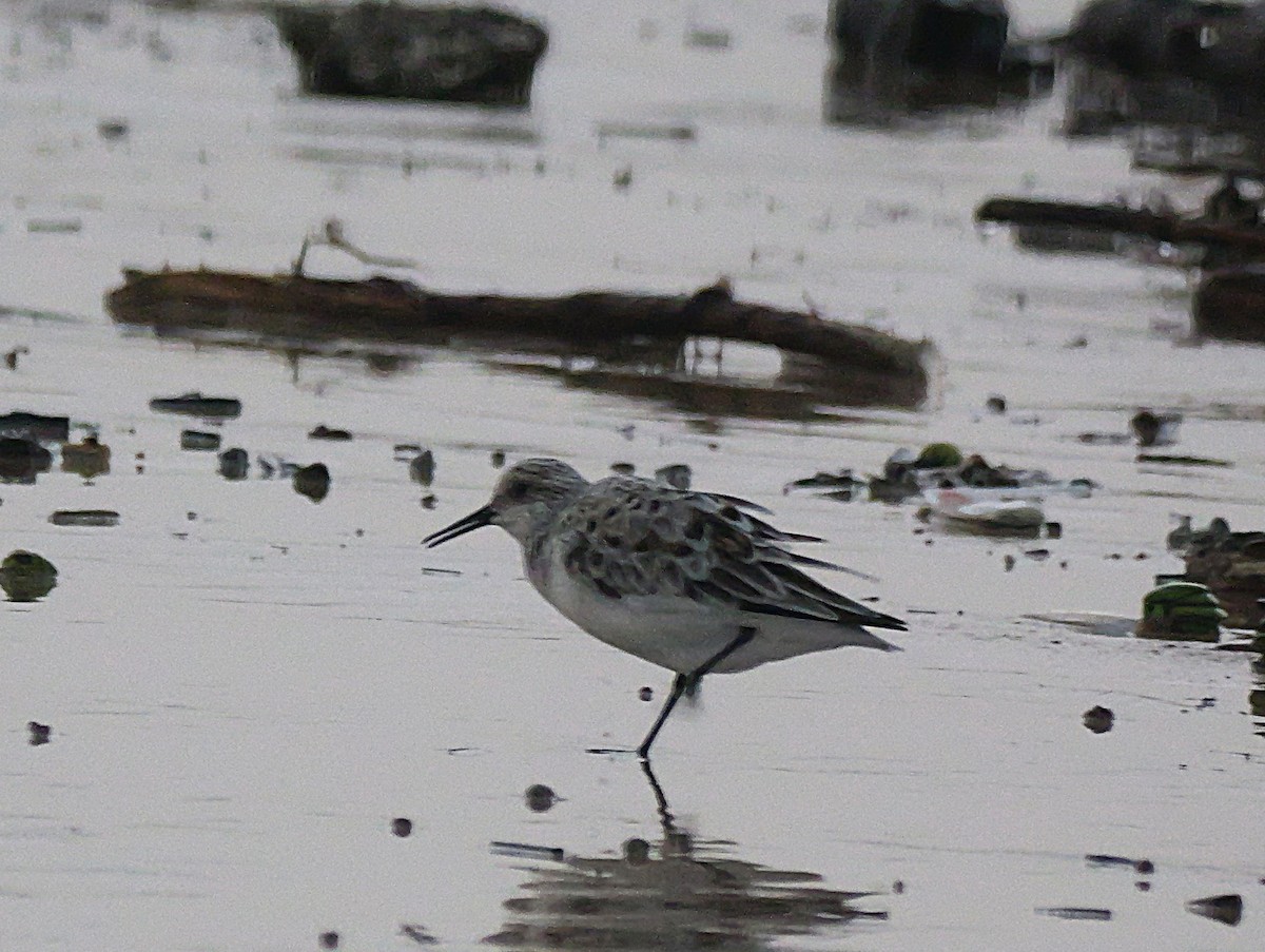 Sanderling - ML636283678