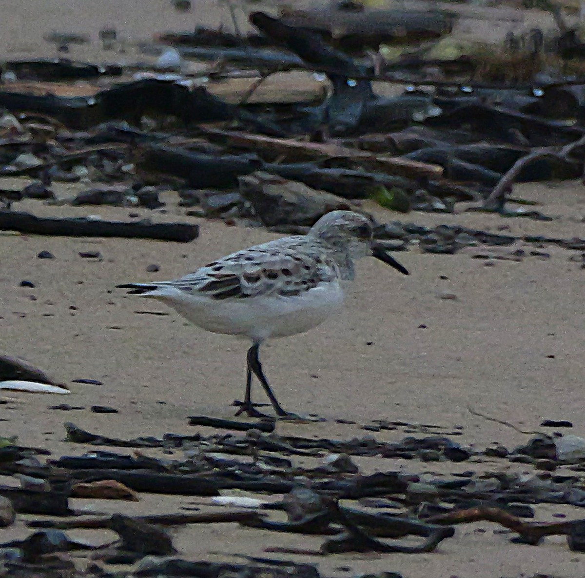 Sanderling - ML636283679