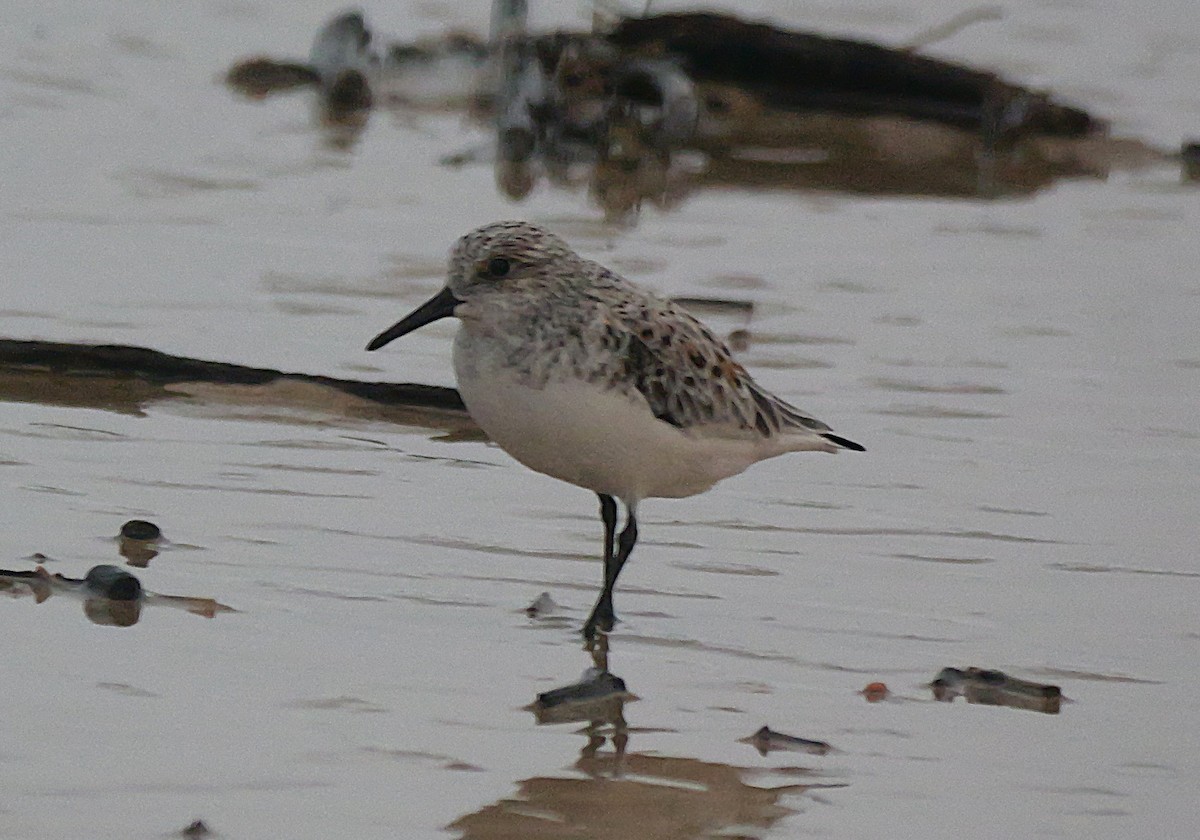 Sanderling - ML636283680