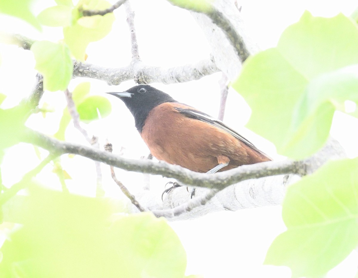 Orchard Oriole - ML636283688