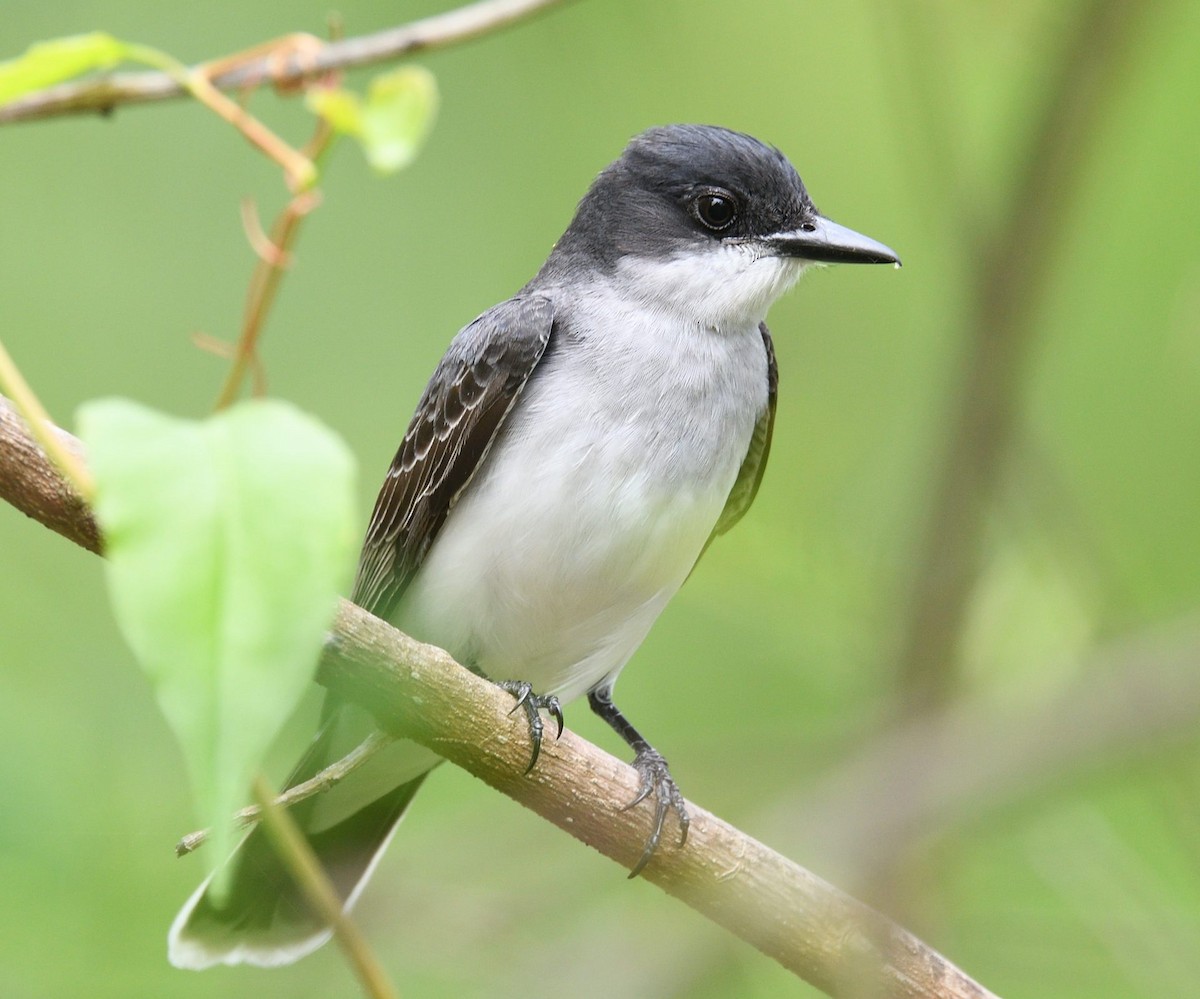 Eastern Kingbird - ML636283694