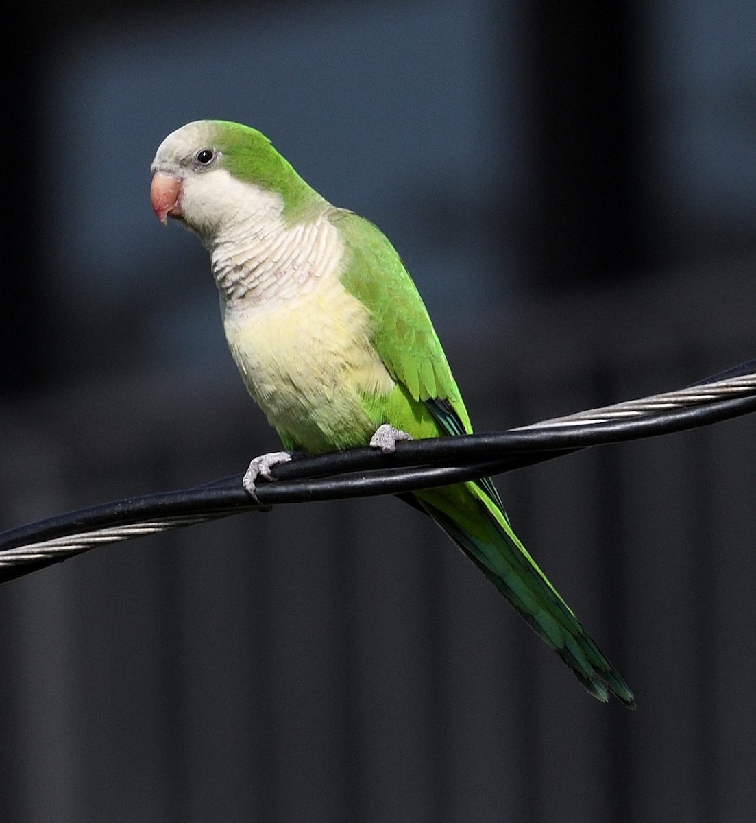 Monk Parakeet - ML636283698