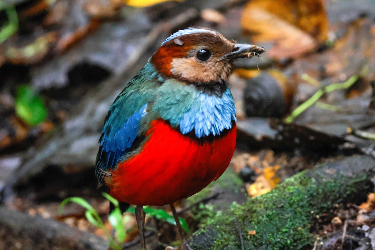 Sulawesi Pitta - ML636283742