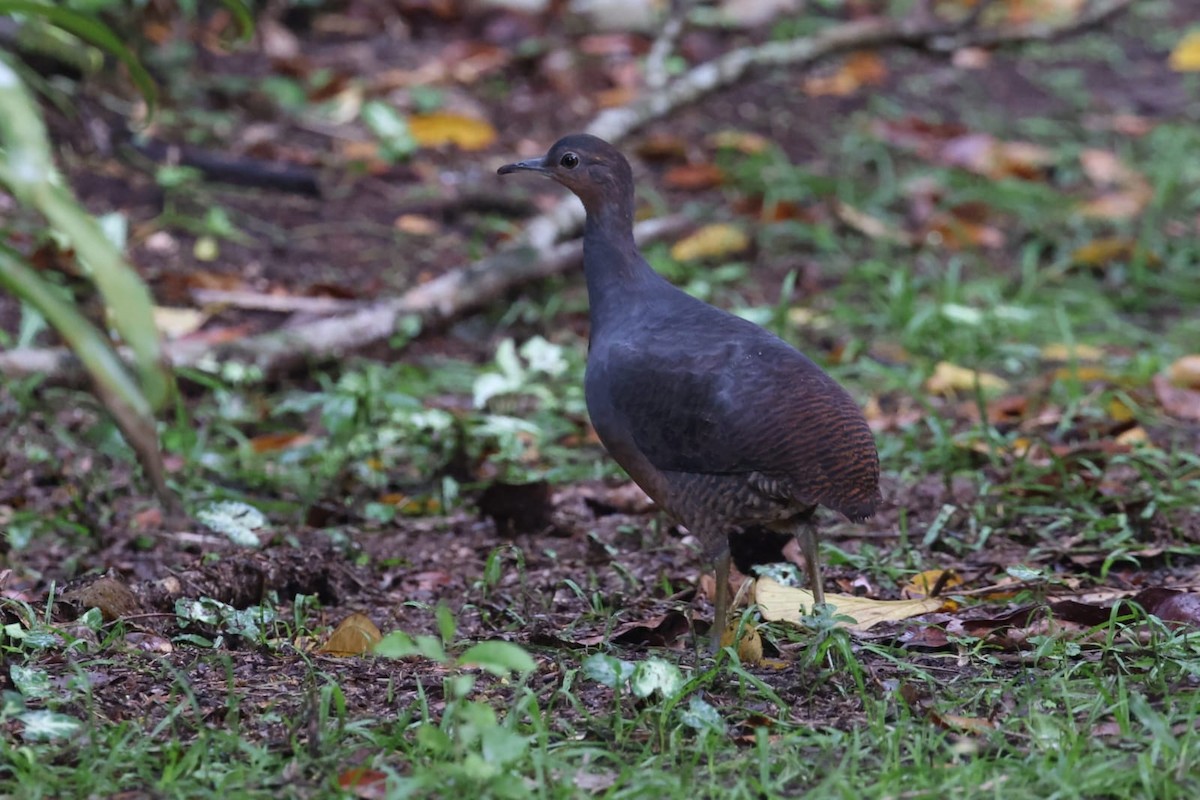 Yellow-legged Tinamou (noctivagus) - ML636283749
