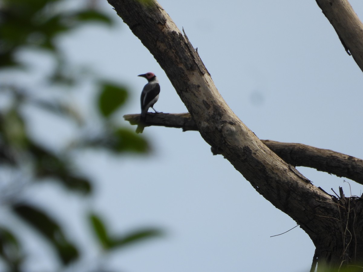 Coleto - ML636283756