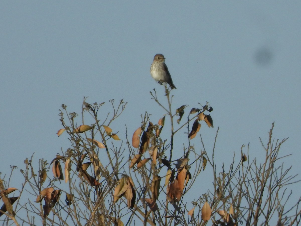 Gray-streaked Flycatcher - ML636283784