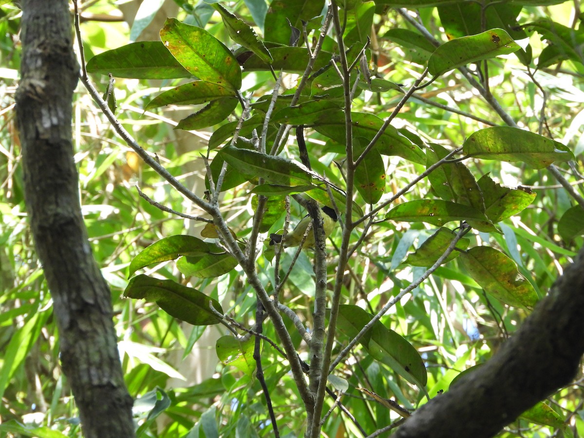 Elegant Tit - ML636283797
