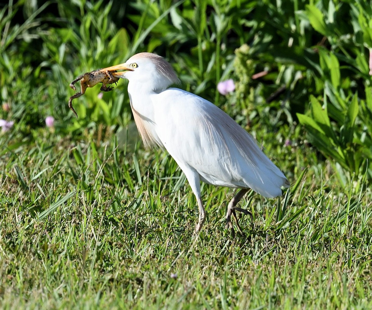 Western Cattle-Egret - ML636283817