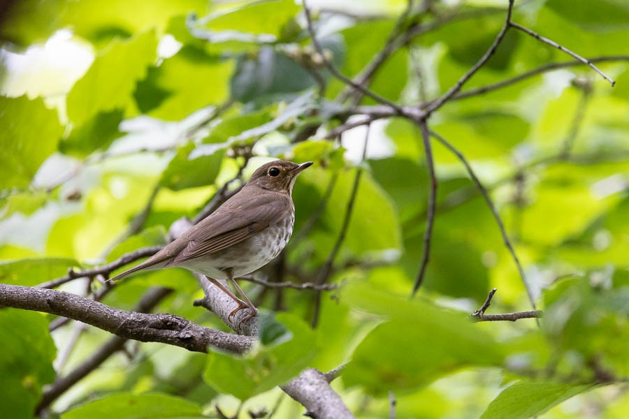 Swainson's Thrush - ML636283819