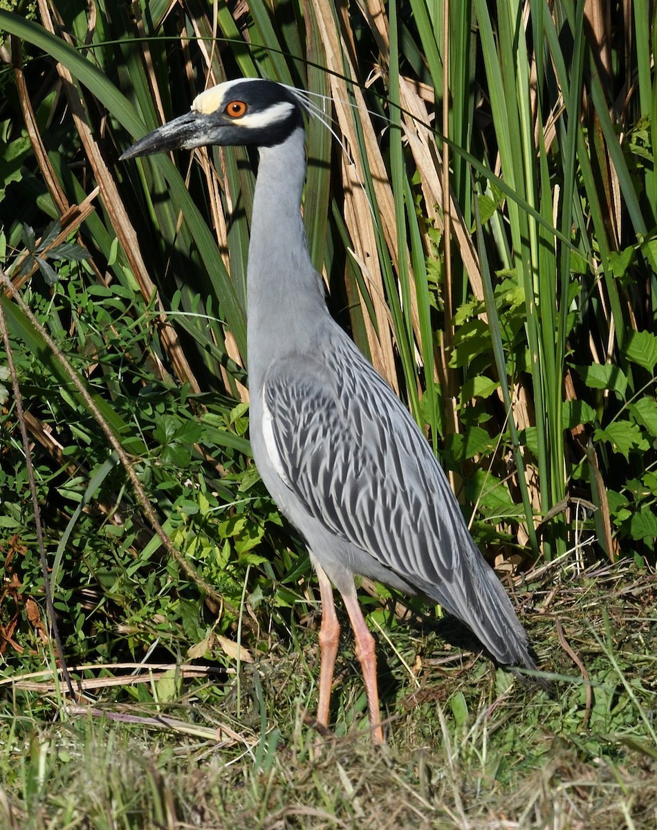Yellow-crowned Night Heron - ML636283827