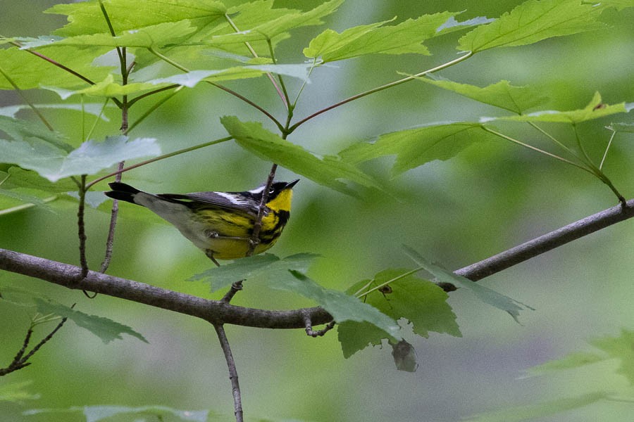 Magnolia Warbler - ML636283835