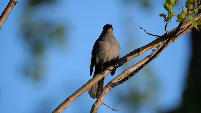 Gray Catbird - ML636283851
