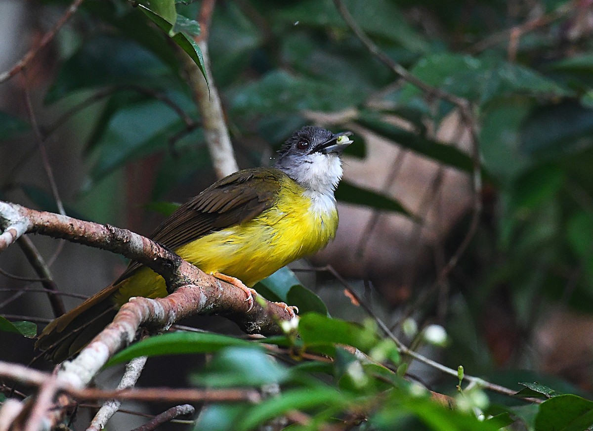 Yellow-bellied Bulbul - ML636283862