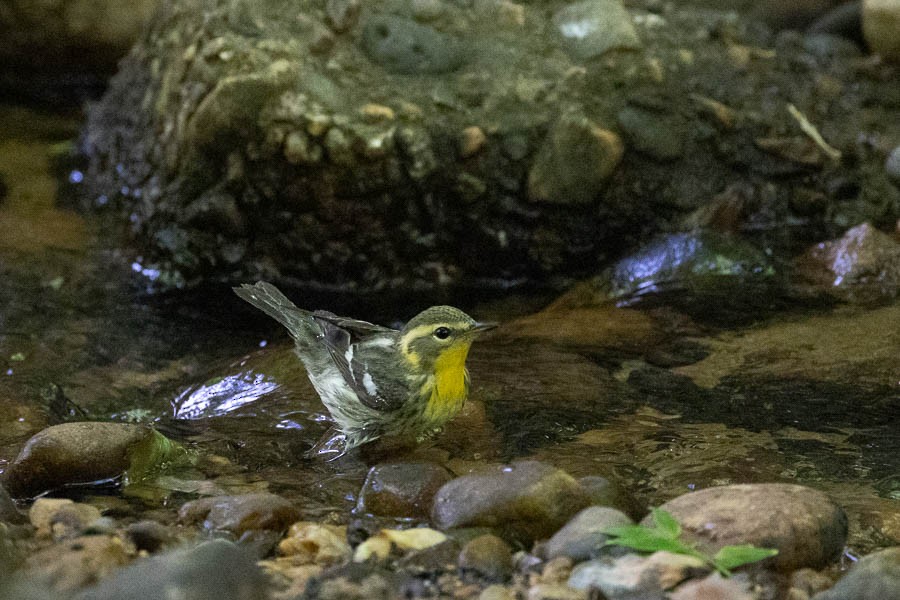 Blackburnian Warbler - ML636283867