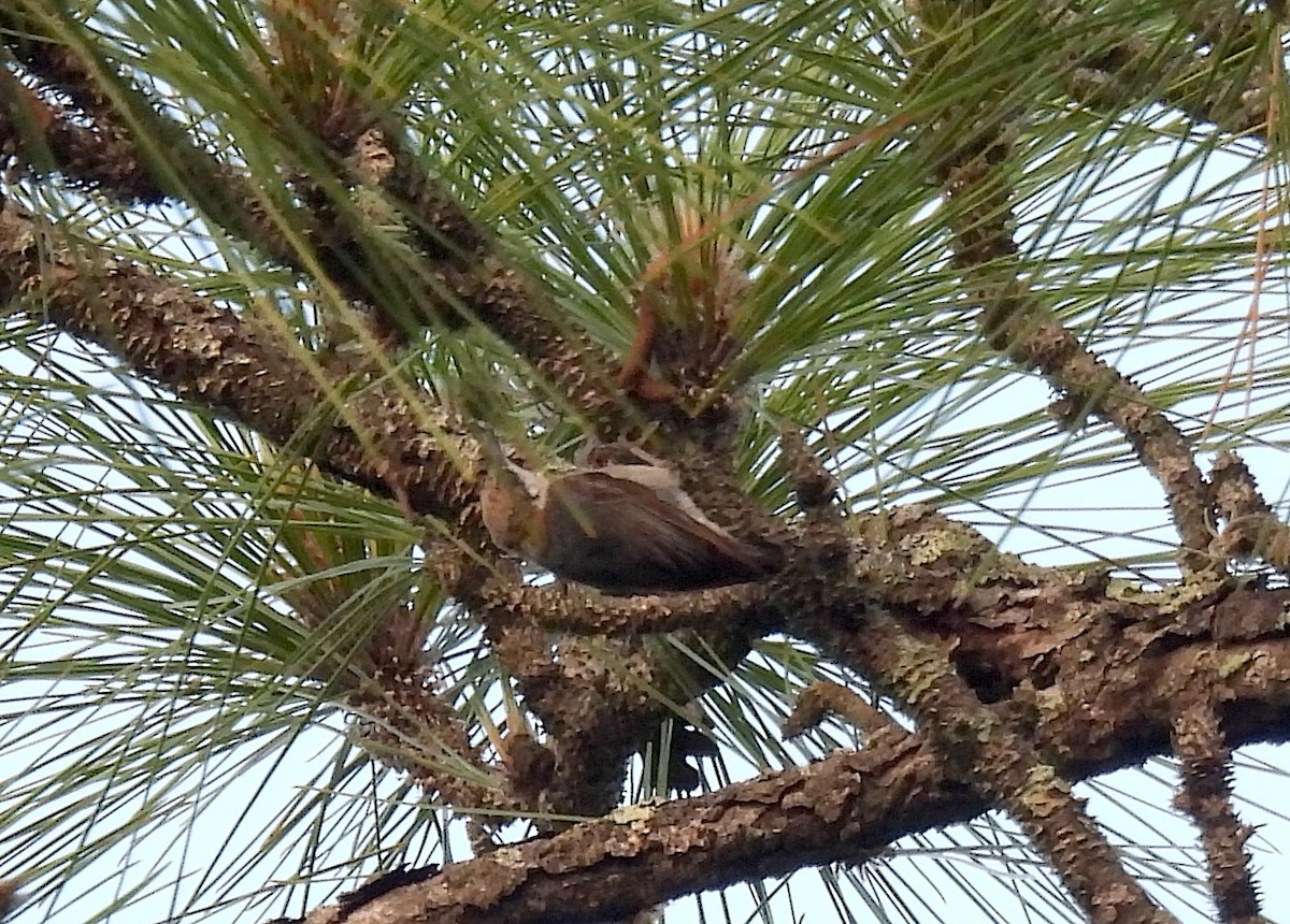 Brown-headed Nuthatch - ML636283882