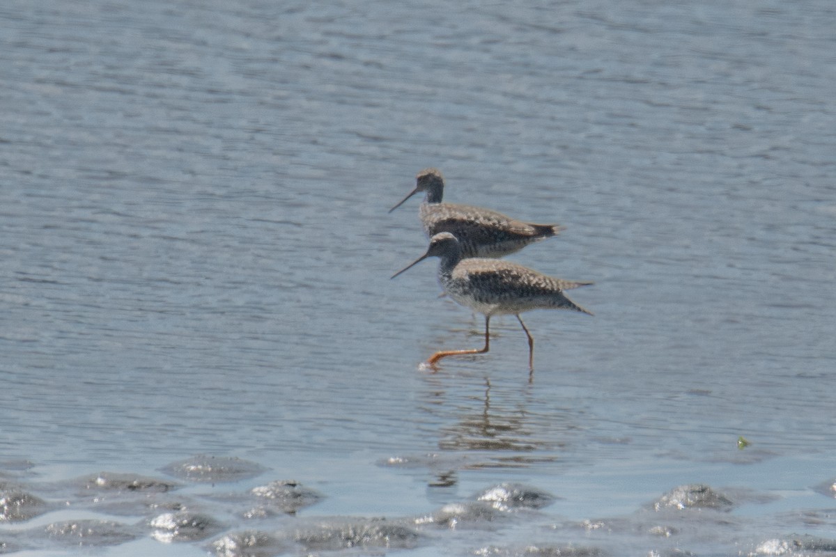 Greater Yellowlegs - ML636283899