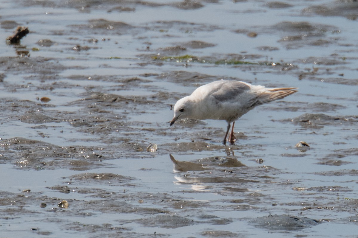 Short-billed Gull - ML636283906
