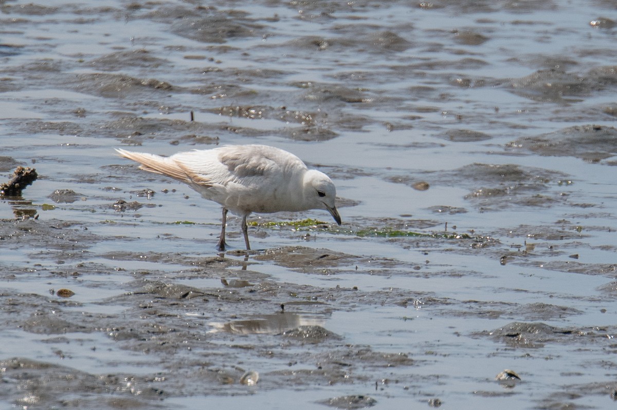 Short-billed Gull - ML636283907