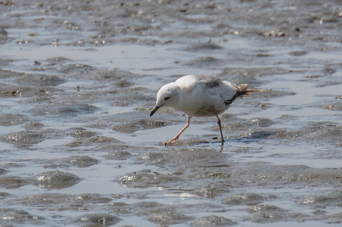 Short-billed Gull - ML636283908