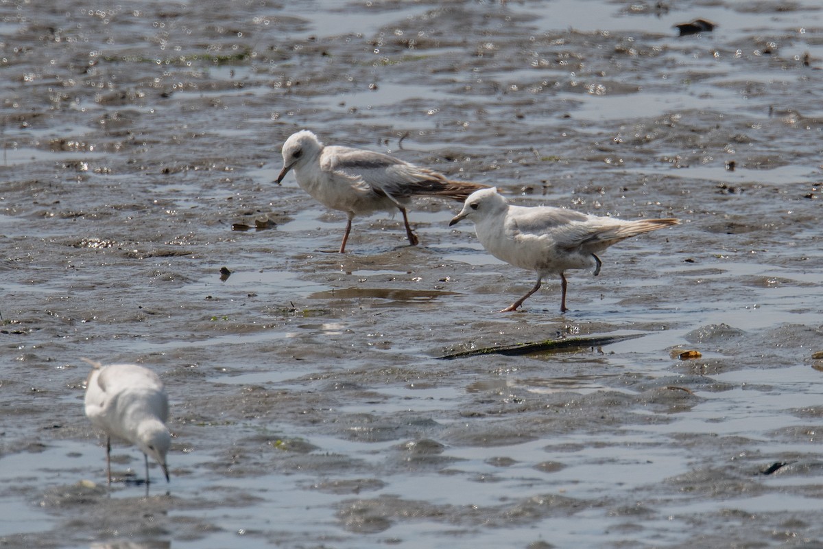 Short-billed Gull - ML636283909
