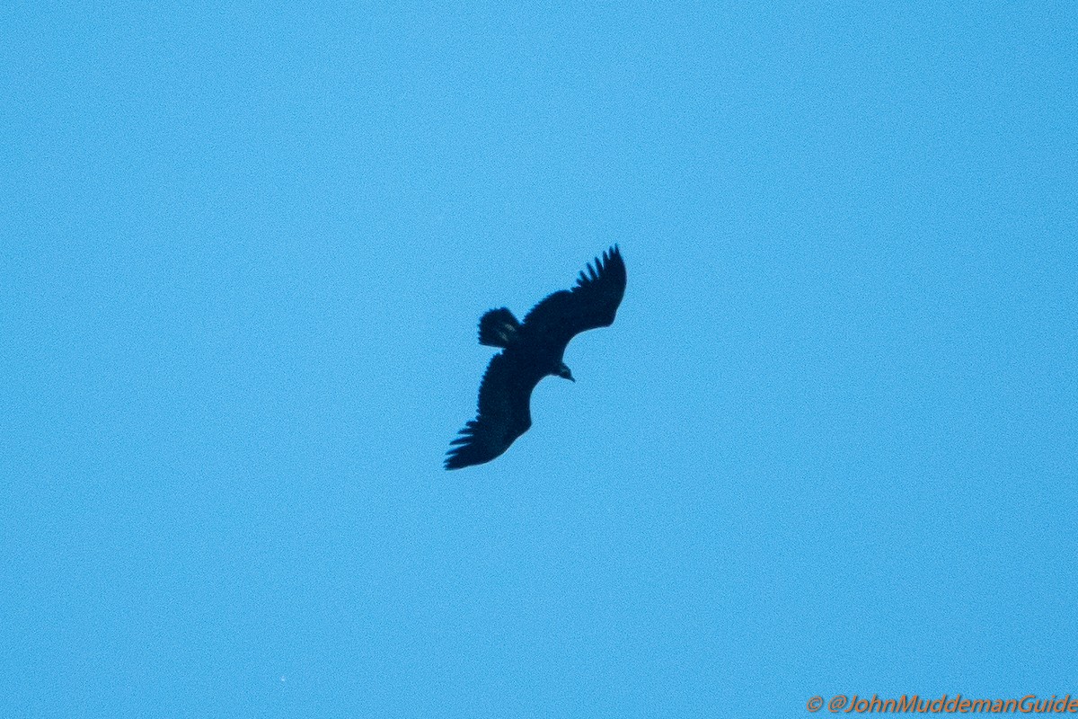 Cinereous Vulture - ML636283936