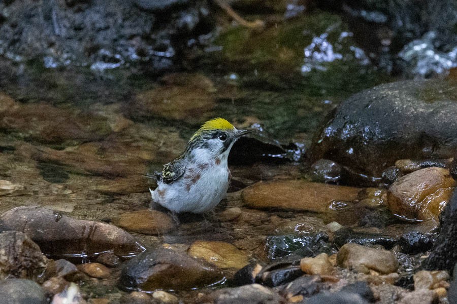 Chestnut-sided Warbler - ML636283943