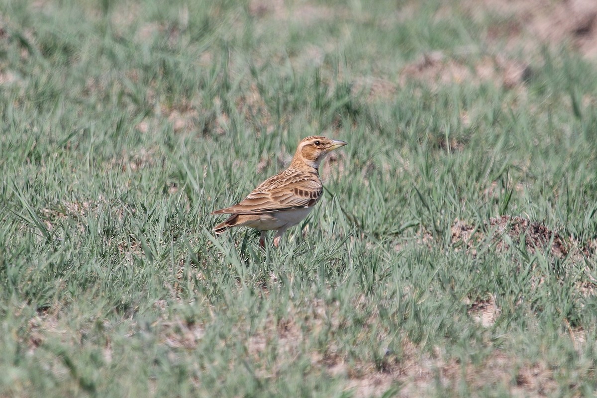クビワコウテンシ - ML636283966