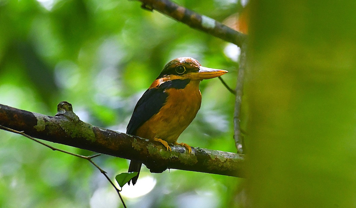 Rufous-collared Kingfisher - ML636283969
