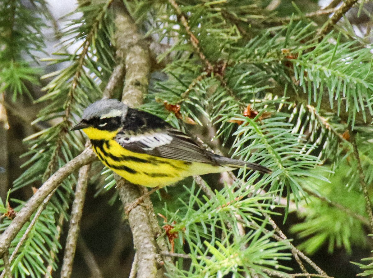 Magnolia Warbler - ML636283980